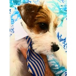 Cuccioli jack Russell Terrier - Foto n. 4