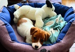 Cuccioli jack Russell Terrier - Foto n. 5