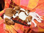 Cuccioli jack Russell Terrier - Foto n. 9