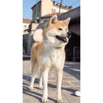 Vendo Cuccioli di Akita Inu - Foto n. 1