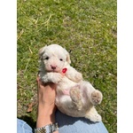 🐶 Maltese maschio di 7 settimane (cucciolo) in vendita a Pavullo nel Frignano (MO) e in tutta Italia da privato