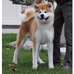 Vendo Cuccioli di Akita Inu - Foto n. 3