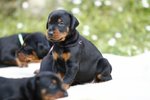 Cuccioli di Dobermann - Foto n. 4