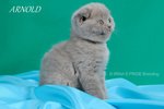 Gattini di Razza Scottish Fold - Foto n. 5