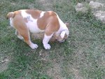Cucciola Bulldog Inglese - Foto n. 2