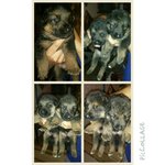 Cuccioli di Pastore Tedesco cn Pedigree nati il 3 Giugno del 2015