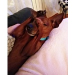 🐶 Pinscher maschio in adozione a Milano (MI) e in tutta Italia da privato