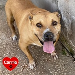 🐶 Altra Razza femmina di 9 anni in adozione a Latina (LT) e in tutta Italia da associazione animali