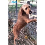 🐶 Segugio maschio in adozione a Milano (MI) e in tutta Italia da privato