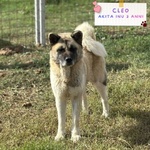 🐶 Akita Inu femmina di 3 anni in adozione a Latina (LT) e in tutta Italia da associazione animali