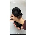 🐶 Pastore Tedesco di 2 settimane (cucciolo) in vendita a Pontedera (PI) e in tutta Italia da privato