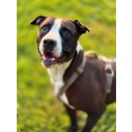 🐶 Altra Razza maschio in adozione a Milano (MI) da privato