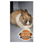 Birbetta - coniglietta in adozione