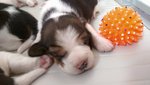Vendo Cuccioli di Beagle con Pedigree - Foto n. 4