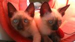 Gattini Siamesi - Foto n. 4