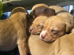 Cuccioli di American Pitbull - Foto n. 6