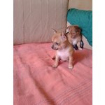 Chihuahua Cuccioli - Foto n. 4