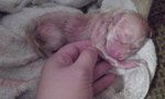 Labrador Retriever - Foto n. 3