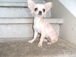 Cuccioli di Cavalier king & Chihuahua - Foto n. 6