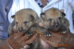 Cuccioli di cane lupo Cecoslovacco - Foto n. 3