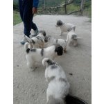 Cuccioli di Pastore Maremmano con cane dei Pirenei