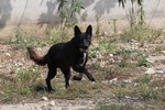 Ciro, Meraviglioso lupo nero in Adozione! - Foto n. 4