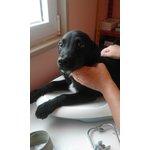 Oscar Cucciolo Simil Labrador 3 mesi e Mezzo - Foto n. 2