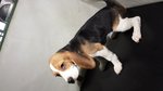 Cucciolo di Beagle - Foto n. 3