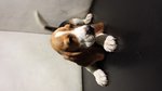 Cucciolo di Beagle