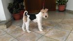 🐶 Fox Terrier femmina di 7 anni e 1 mese in vendita a Cosenza (CS) e in tutta Italia da privato