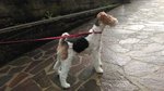 Dolcissima Cucciola di fox Terrier a pelo Ruvido - Foto n. 4