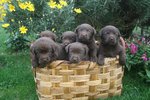 Cuccioli Labrador Chocolate - Foto n. 2