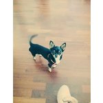Chihuahua Minuscolo per Accoppiamento - Foto n. 4