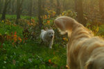 Cuccioli Golden Retriever Maschi e Femmine - Foto n. 10
