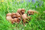 Stupendi Cuccioli di Setter Irlandese Rosso - Foto n. 3