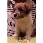 Cuccioli jack Russell Terrier - Foto n. 2