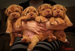 Cuccioli Dogue de Bordeaux con Pedigree - Foto n. 2