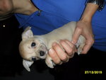 Cuccioletti di Chihuahua - Foto n. 2