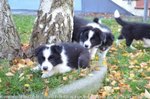 Bellissimi Cuccioli di Border Collie, Nipoti del Campione del Mondo di Bellezza - Foto n. 4