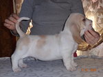 Cuccioli Bassethound Bianco/arancio - Foto n. 2