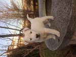 🐶 Fox Terrier femmina di 6 anni e 5 mesi in vendita a Busto Arsizio (VA) e in tutta Italia da privato