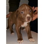 Cuccioli di American Pitbull Terrier - Foto n. 3