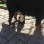 Splendido Cucciolo Bovaro del Bernese - Foto n. 5