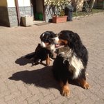 Splendido Cucciolo Bovaro del Bernese - Foto n. 8
