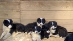 Cuccioli di Border Collie con Pedigree - Foto n. 1