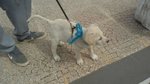 Cucciola Carol Incrocio Labrador - Foto n. 3
