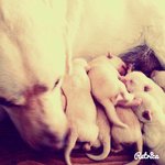Cucciolata di Labrador Retriver Manto Miele - Foto n. 2