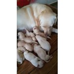 Cucciolata di Labrador Retriver Manto Miele - Foto n. 3