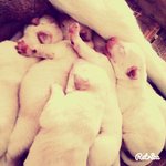 Cucciolata di Labrador Retriver Manto Miele - Foto n. 4