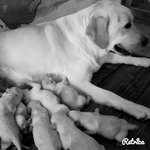 Cucciolata di Labrador Retriver Manto Miele - Foto n. 10
